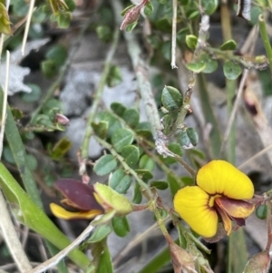Bossiaea buxifolia at Moncrieff, ACT - 11 Oct 2022