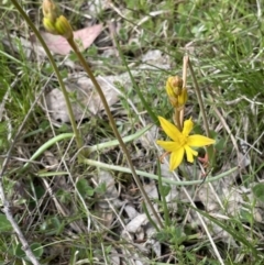 Bulbine bulbosa (Golden Lily, Bulbine Lily) at Moncrieff, ACT - 11 Oct 2022 by JaneR