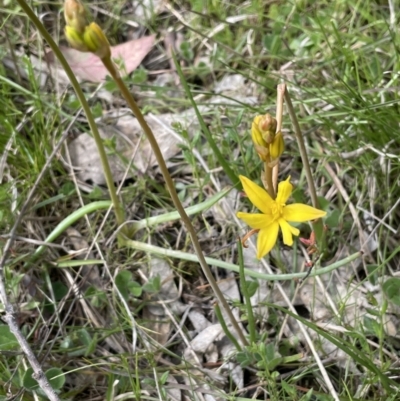 Bulbine bulbosa (Golden Lily, Bulbine Lily) at Moncrieff, ACT - 11 Oct 2022 by JaneR