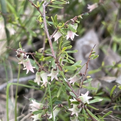 Cryptandra amara (Bitter Cryptandra) at Moncrieff, ACT - 11 Oct 2022 by JaneR