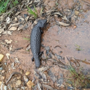 Tiliqua rugosa at Hackett, ACT - 11 Oct 2022