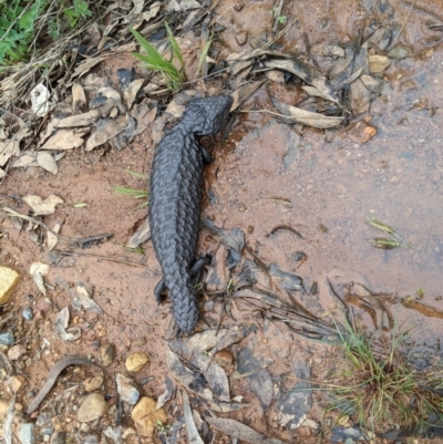 Tiliqua rugosa (Shingleback Lizard) at Mount Ainslie - 11 Oct 2022 by Tomv