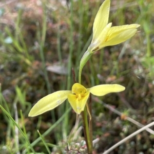 Diuris chryseopsis at Moncrieff, ACT - 11 Oct 2022