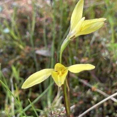 Diuris chryseopsis (Golden Moth) at Moncrieff, ACT - 11 Oct 2022 by JaneR
