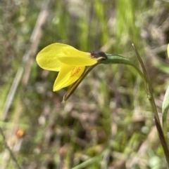 Diuris chryseopsis at Moncrieff, ACT - 11 Oct 2022