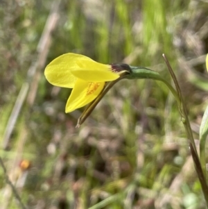 Diuris chryseopsis at Moncrieff, ACT - 11 Oct 2022