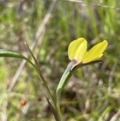 Diuris chryseopsis at Moncrieff, ACT - suppressed