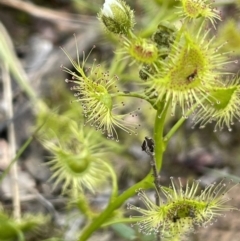 Drosera gunniana (Pale Sundew) at Moncrieff, ACT - 11 Oct 2022 by JaneR