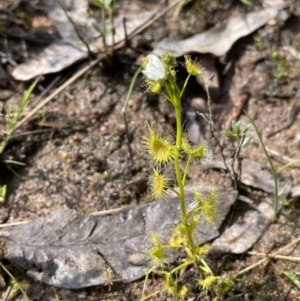 Drosera gunniana at Moncrieff, ACT - 11 Oct 2022