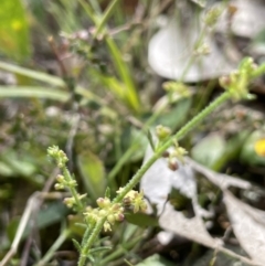 Galium gaudichaudii (Rough Bedstraw) at Moncrieff, ACT - 11 Oct 2022 by JaneR