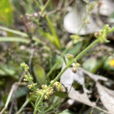 Galium gaudichaudii (Rough Bedstraw) at Moncrieff, ACT - 11 Oct 2022 by JaneR