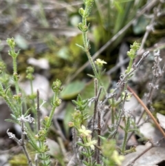 Galium gaudichaudii at Moncrieff, ACT - 11 Oct 2022 02:38 PM