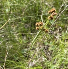 Luzula densiflora (Dense Wood-rush) at Moncrieff, ACT - 11 Oct 2022 by JaneR