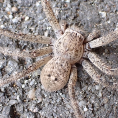 Neosparassus calligaster (Beautiful Badge Huntsman) at Murrumbateman, NSW - 11 Oct 2022 by SimoneC