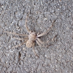 Neosparassus calligaster at Murrumbateman, NSW - 11 Oct 2022