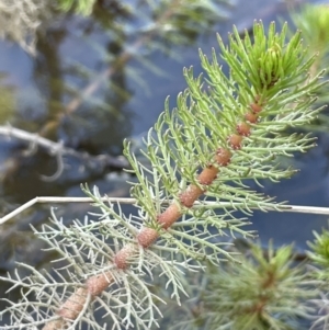 Myriophyllum crispatum at Amaroo, ACT - 11 Oct 2022