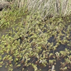 Myriophyllum crispatum at Amaroo, ACT - 11 Oct 2022 02:06 PM