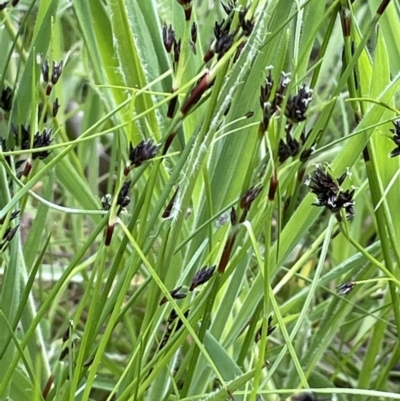 Schoenus apogon (Common Bog Sedge) at Moncrieff, ACT - 11 Oct 2022 by JaneR