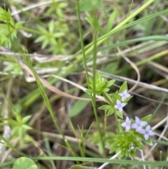 Sherardia arvensis (Field Madder) at Moncrieff, ACT - 11 Oct 2022 by JaneR
