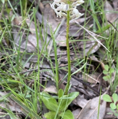 Stackhousia monogyna (Creamy Candles) at Moncrieff, ACT - 11 Oct 2022 by JaneR