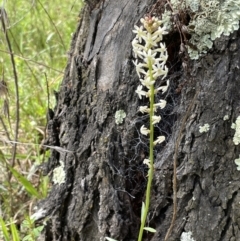 Stackhousia monogyna at Moncrieff, ACT - 11 Oct 2022 02:53 PM