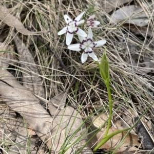 Wurmbea dioica subsp. dioica at Moncrieff, ACT - 11 Oct 2022