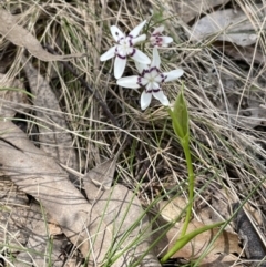 Wurmbea dioica subsp. dioica (Early Nancy) at Moncrieff, ACT - 11 Oct 2022 by JaneR