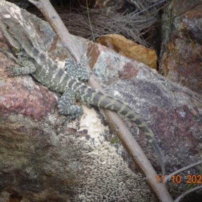 Intellagama lesueurii howittii (Gippsland Water Dragon) at Cotter Reserve - 11 Oct 2022 by GirtsO