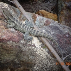 Intellagama lesueurii howittii at Paddys River, ACT - 11 Oct 2022