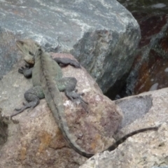 Intellagama lesueurii howittii (Gippsland Water Dragon) at Cotter Reserve - 11 Oct 2022 by GirtsO