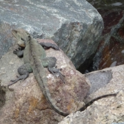 Intellagama lesueurii howittii (Gippsland Water Dragon) at Paddys River, ACT - 11 Oct 2022 by GirtsO