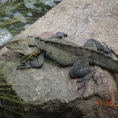 Intellagama lesueurii howittii at Paddys River, ACT - 11 Oct 2022