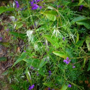 Clematis leptophylla at Paddys River, ACT - 11 Oct 2022