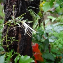 Clematis leptophylla (Small-leaf Clematis, Old Man's Beard) at Cotter Reserve - 11 Oct 2022 by GirtsO