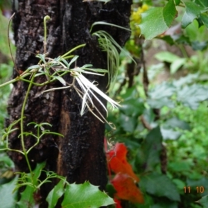 Clematis leptophylla at Paddys River, ACT - 11 Oct 2022