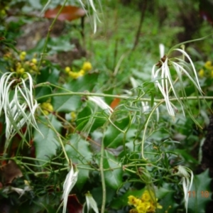 Clematis leptophylla at Paddys River, ACT - 11 Oct 2022 11:26 AM