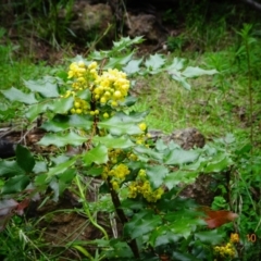 Berberis aquifolium (Oregon Grape) at Cotter Reserve - 11 Oct 2022 by GirtsO