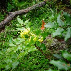 Berberis aquifolium at Paddys River, ACT - 11 Oct 2022 11:24 AM