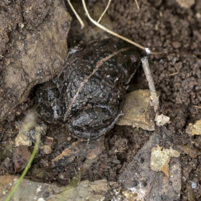 Limnodynastes tasmaniensis (Spotted Grass Frog) at QPRC LGA - 4 Oct 2022 by AlisonMilton
