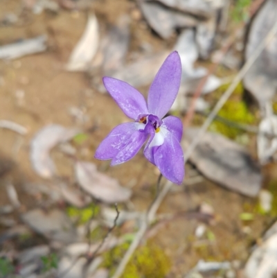 Glossodia major (Wax Lip Orchid) at Black Mountain - 10 Oct 2022 by darrenw