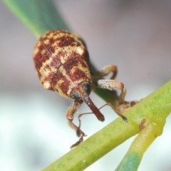 Lybaeba metasternalis (Weevil) at Stromlo, ACT - 11 Oct 2022 by Harrisi