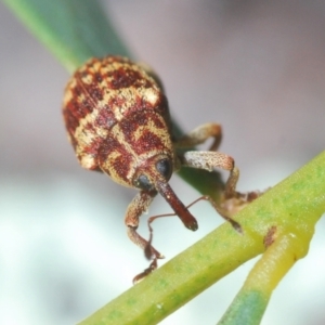 Lybaeba metasternalis at Stromlo, ACT - 11 Oct 2022 07:01 PM