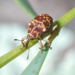 Lybaeba metasternalis at Stromlo, ACT - 11 Oct 2022 07:01 PM