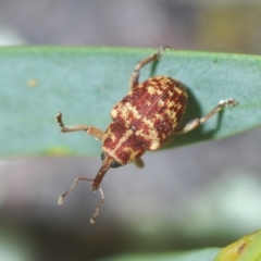 Lybaeba metasternalis at Stromlo, ACT - 11 Oct 2022 07:01 PM