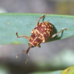 Lybaeba metasternalis at Stromlo, ACT - 11 Oct 2022 07:01 PM