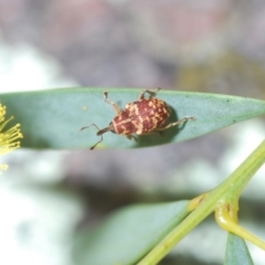 Lybaeba metasternalis at Stromlo, ACT - 11 Oct 2022 07:01 PM