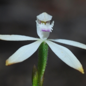 Caladenia ustulata at Stromlo, ACT - 11 Oct 2022