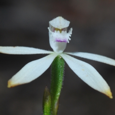 Caladenia ustulata (Brown Caps) at Stromlo, ACT - 11 Oct 2022 by Harrisi