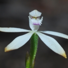 Caladenia ustulata (Brown Caps) at Stromlo, ACT - 11 Oct 2022 by Harrisi