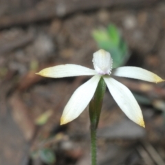 Caladenia ustulata at Stromlo, ACT - 11 Oct 2022